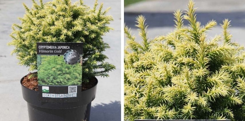 Le Cryptomeria japonica ‘Vilmorin Gold’, une boule de verdure compacte et lumineuse