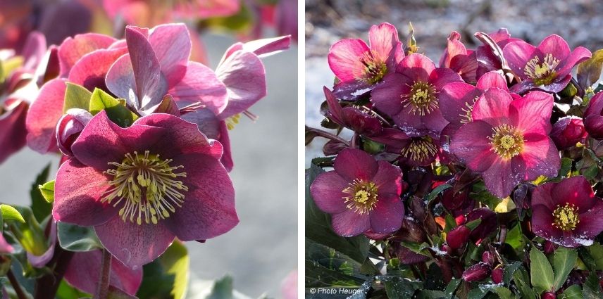 Les couleurs sublimes de l’Hellebore (x) glandorfensis ‘Ice n'Roses Red’ mêlant rose, rouge et reflets chocolat