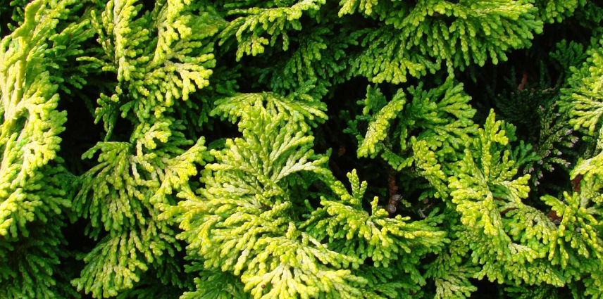 Dense et intensément vert, le cyprès hinoki du Japon