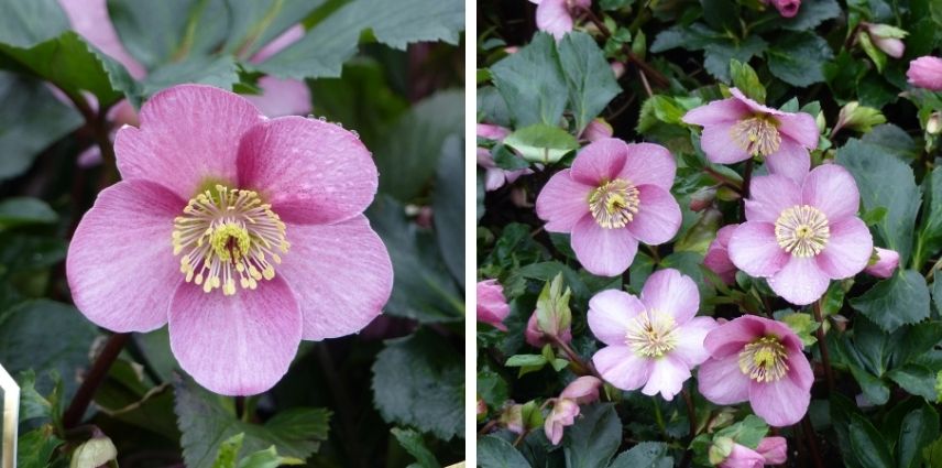 La très longue floraison de l’Helleborus niger (x) orientalis 'Madame Lemonnier’