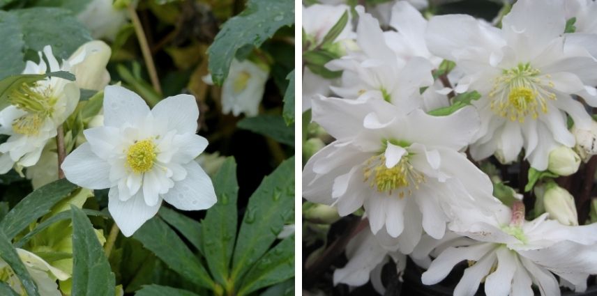 Les fleurs doubles, d’un blanc immaculé, de l’Hellebore niger ‘Double Fashion’