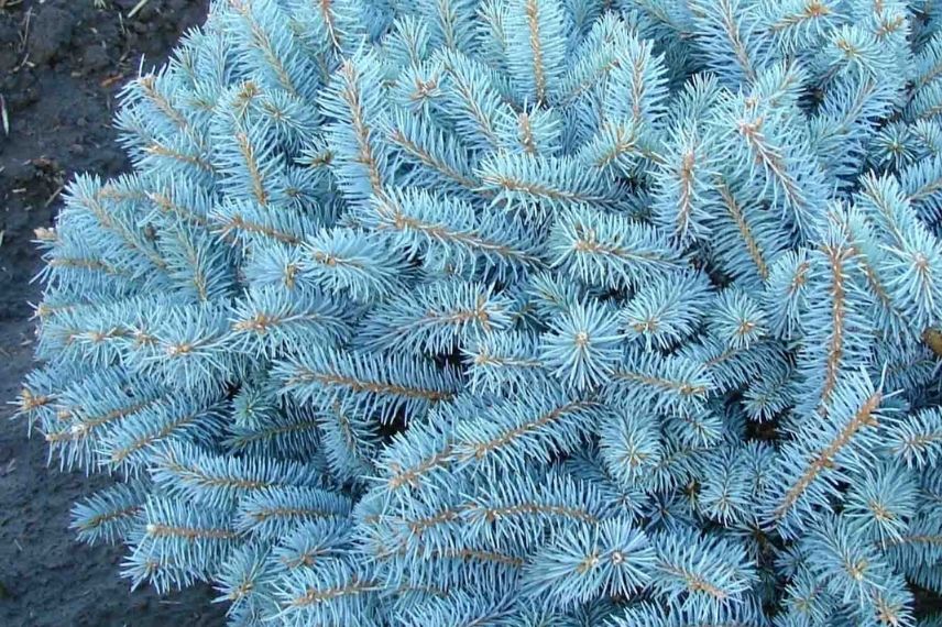 Les couleurs du Picea pungens Glauca ‘Globosa’ : bleue, clair argenté