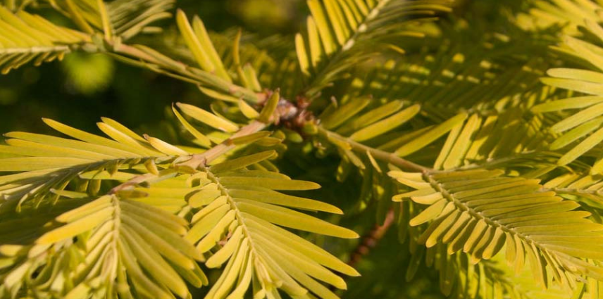 De belles couleurs dans le métasequoia Gold Rush