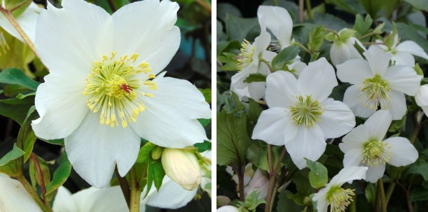 L’Helleborus x lemonnieriae ‘HGC Paradenia’ réputé pour sa floraison longue et abondante