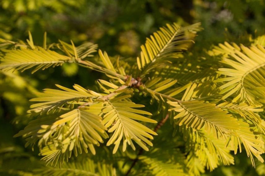 Les couleurs du Metasequoia glyptostroboides ‘Gold Rush’ : jaune ou doré, pâle, jaune-vert, jaune vif, rouille