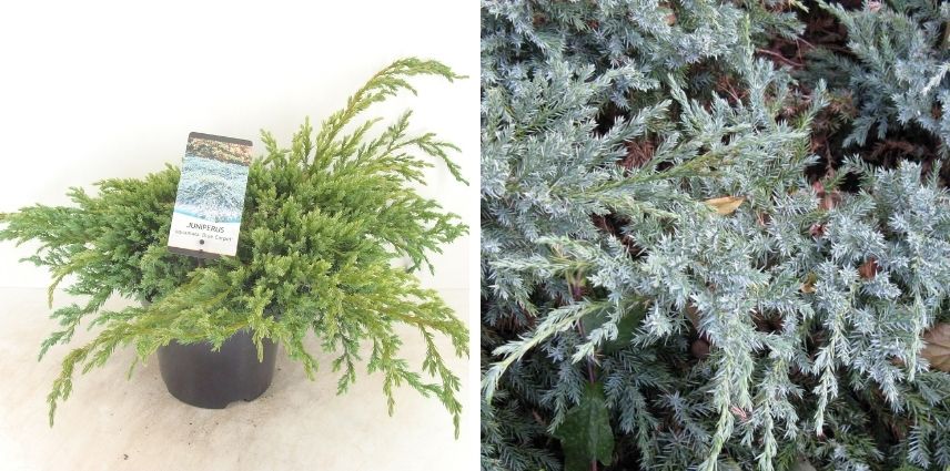 Le très ornemental Juniperus squamata ‘Blue Carpet’, à l’aspect « plumeux » et rustique !