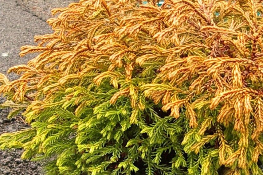 Les couleurs du Thuja occidentalis ‘Golden Tuffet’ : jaune ou dorée, doré puis orange