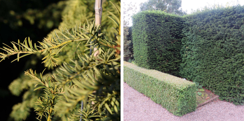 L'if Hybride taxus media densiformis, parfait pour une haie