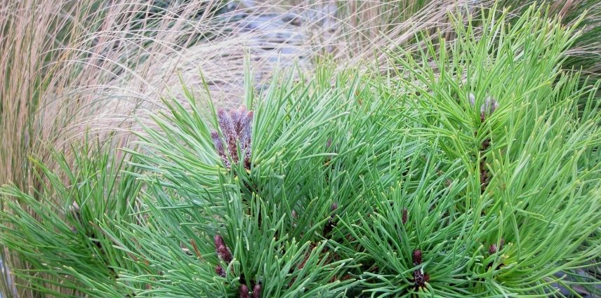 La forme de buisson vert foncé du Pinus mugo ‘mughus’ à confectionner en bonsaï