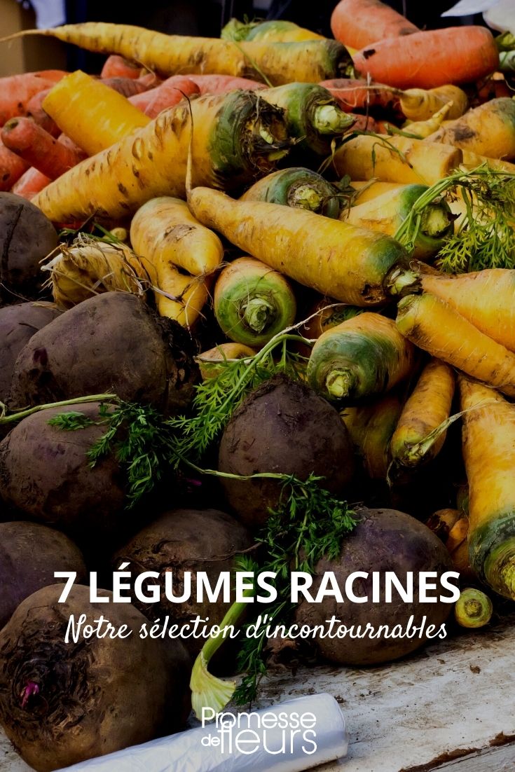 legumes racines