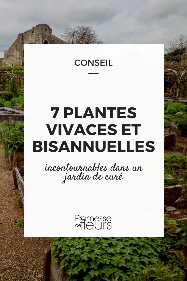 sélection de 7 vivaces et bisannuelles pour jardin de curé