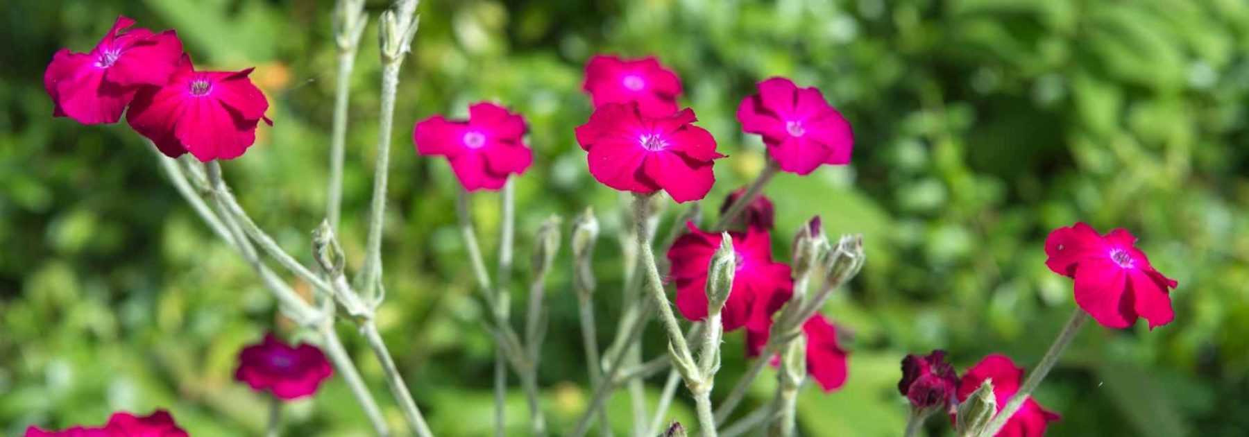 7 plantes vivaces et bisannuelles pour jardin de curé
