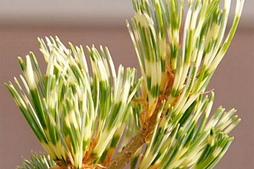 Les couleurs du Pinus parviflora ‘Fukai’ : bleu vert cerclé de bagues dorées