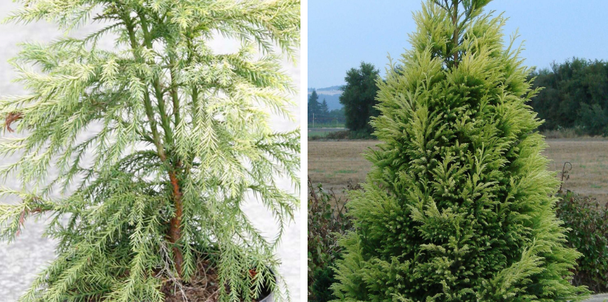 Cryptomeria japonica Sekkan Sugi, une espèce à connaître