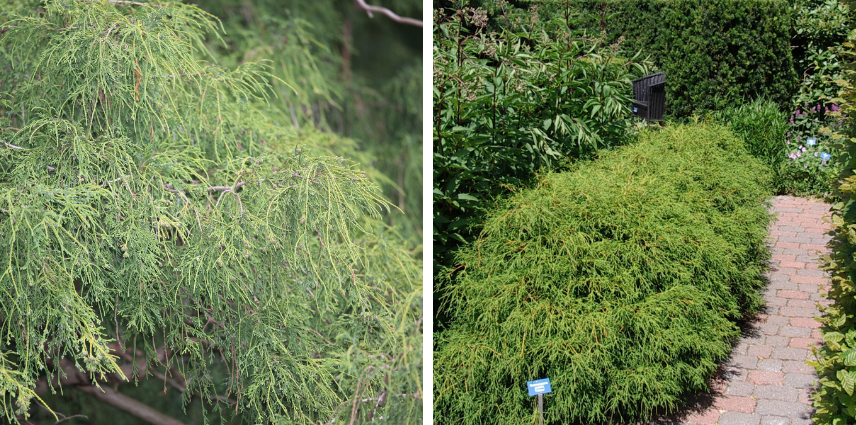 Esthétique et peu contraignant, le cyprès Sawara pour une haie