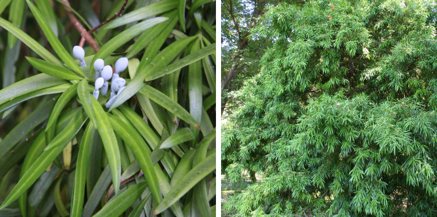 Le podocarpus macrophyllus, robuste et esthétique