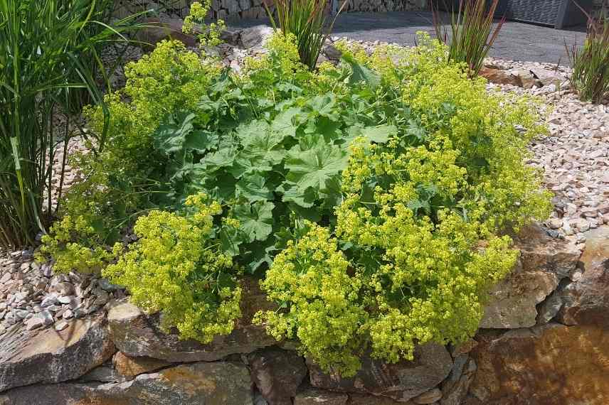 Vivaces bisannuelles fleuries jardin de curé