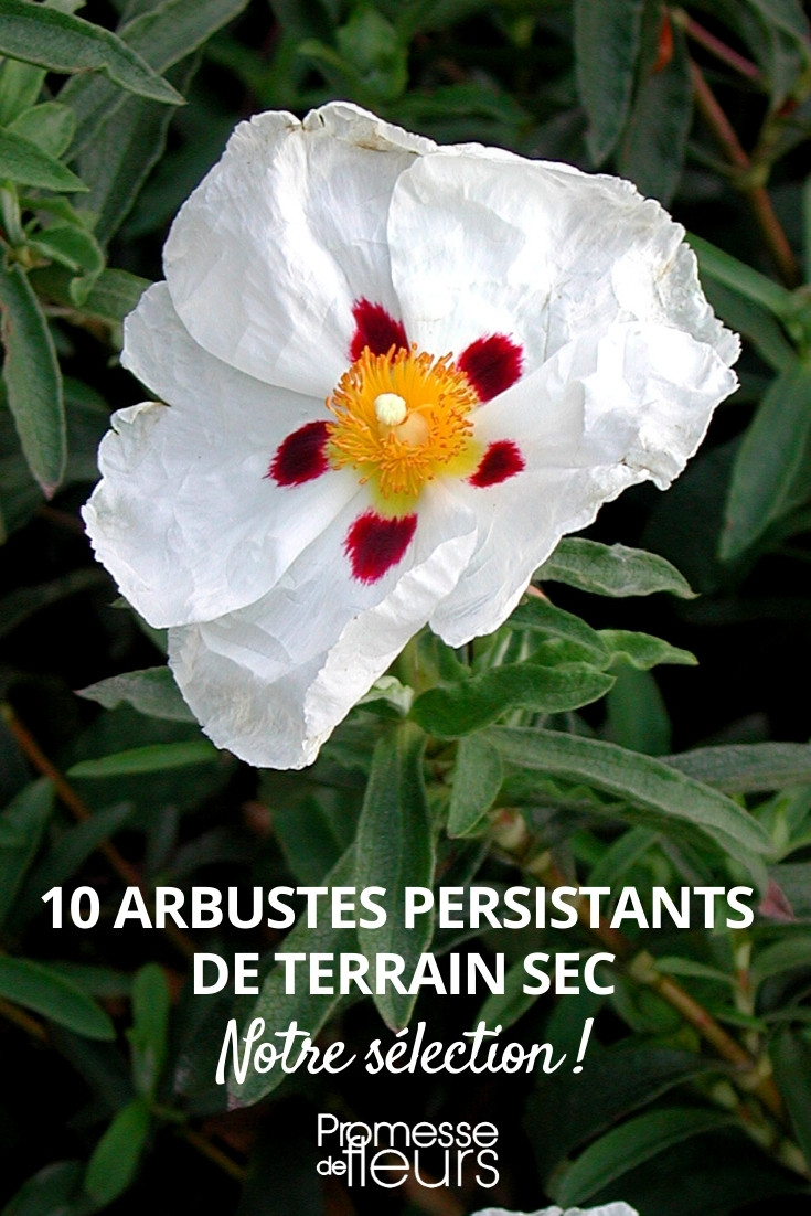 Arbustes persistants pour sol sec