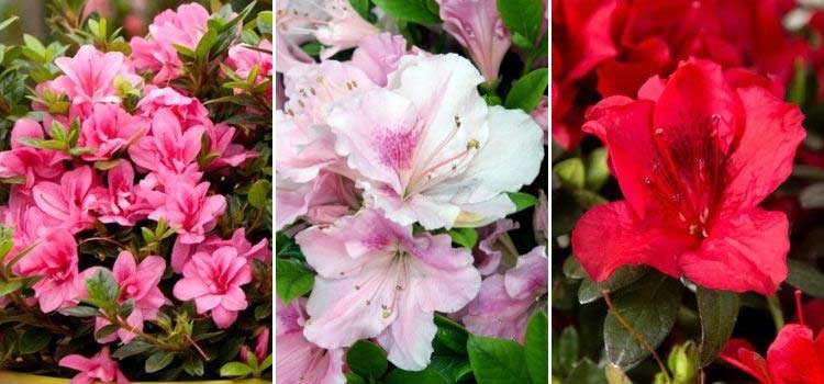 Les fleurs des azalées Encore 'Empress', 'Sweetheart' et 'Autumn Fire'