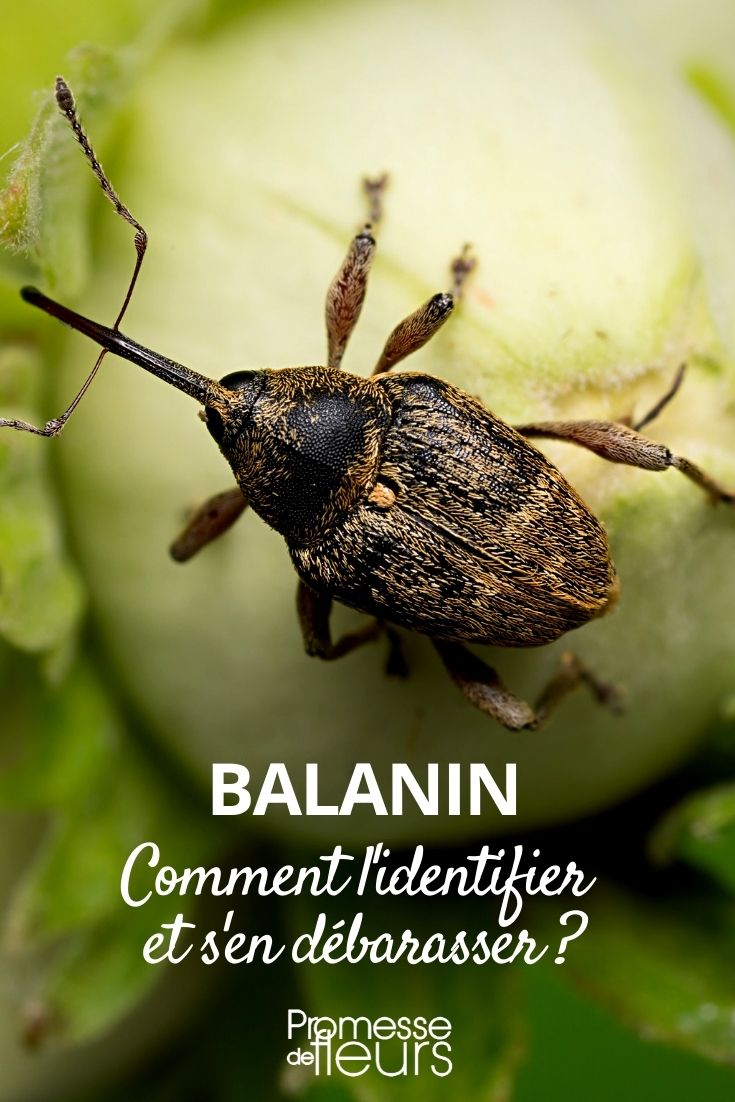 Balanin - identification, solutions
