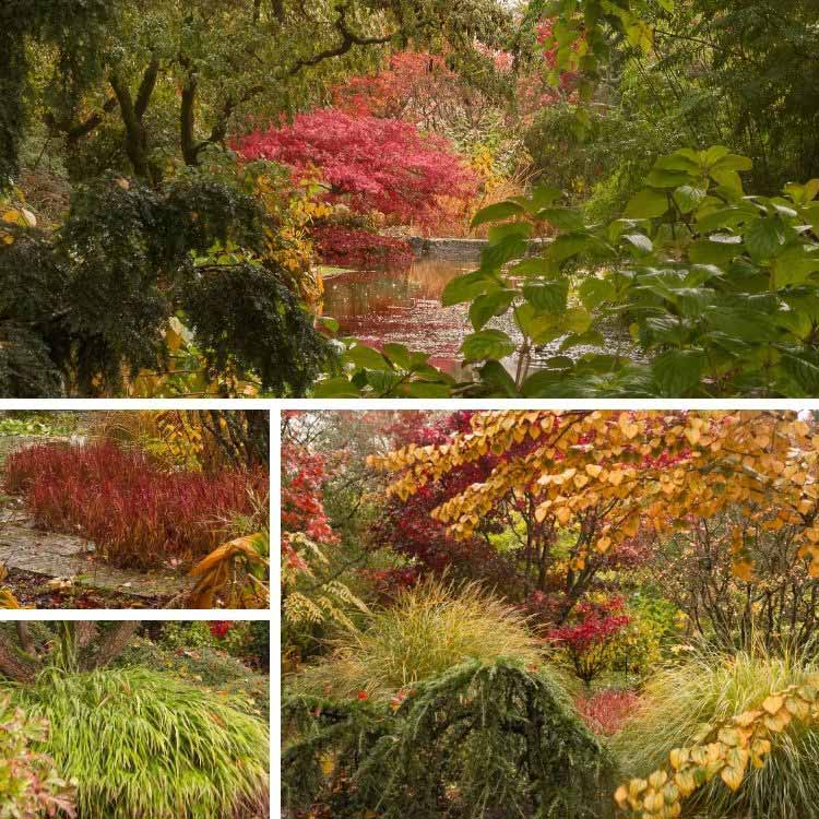 Etang de jardin feuillages décoratifs colorés et graminées