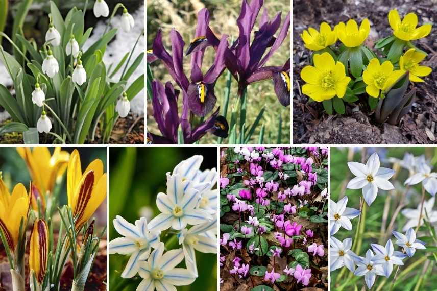 que planter dans un jardin déjà plein