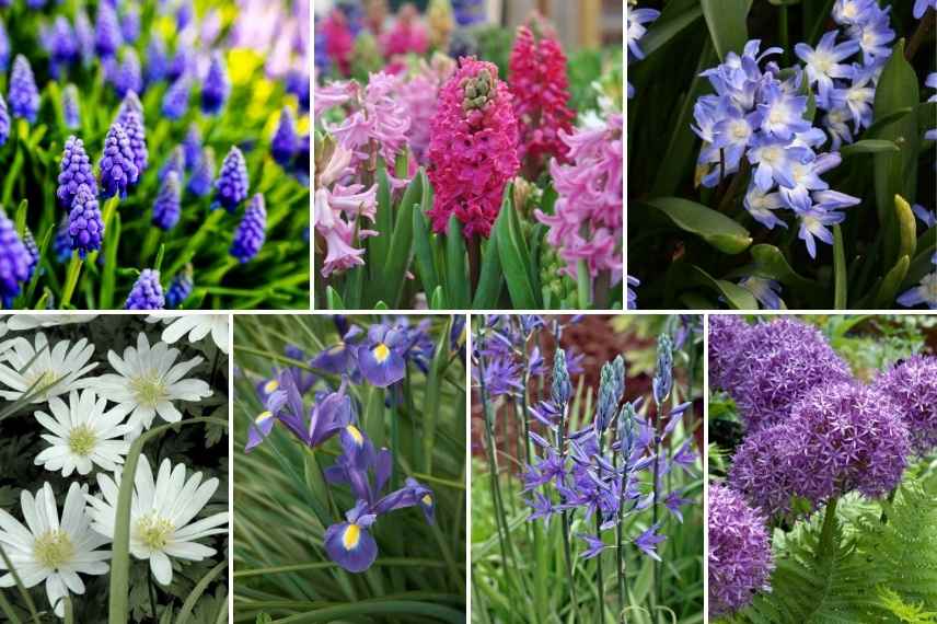 que planter dans un jardin déjà plein