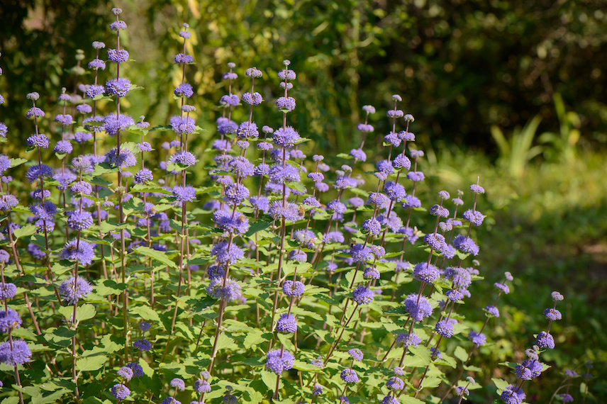 Caryopteris