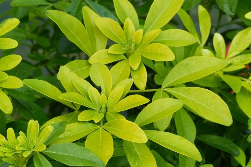 Le Choisya ternata ‘Sundance’ au feuillage jaune doré virant au vert tendre