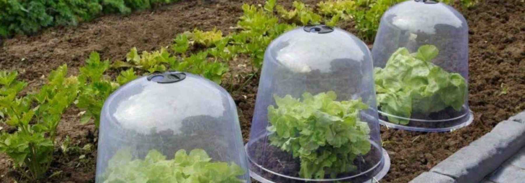 Les cloches de forçage ou cloches de protection : à quoi ça sert ?