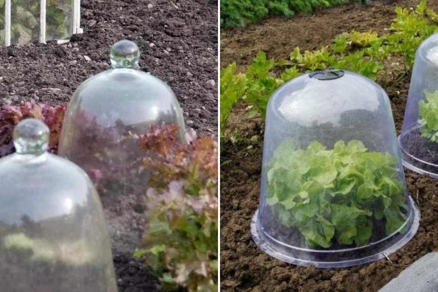 Les cloches de forçage ou cloches de protection : à quoi ça sert ?