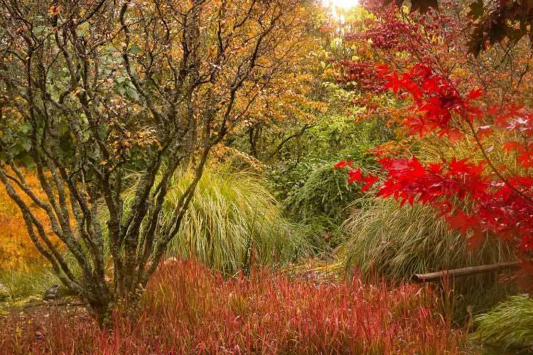 Scène d'automne au jardin avec graminées et feuillages flamboyants