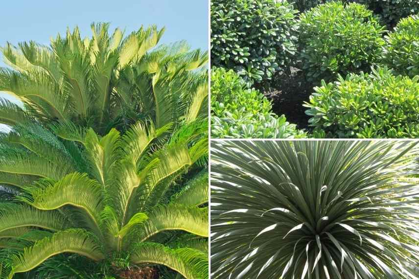 bordure allee, border une allee, naturaliste