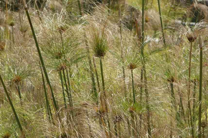 graminées en pot