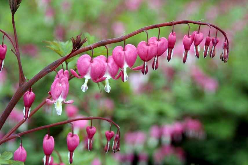 Vivaces bisannuelles fleuries jardin de curé, cœur de marie,