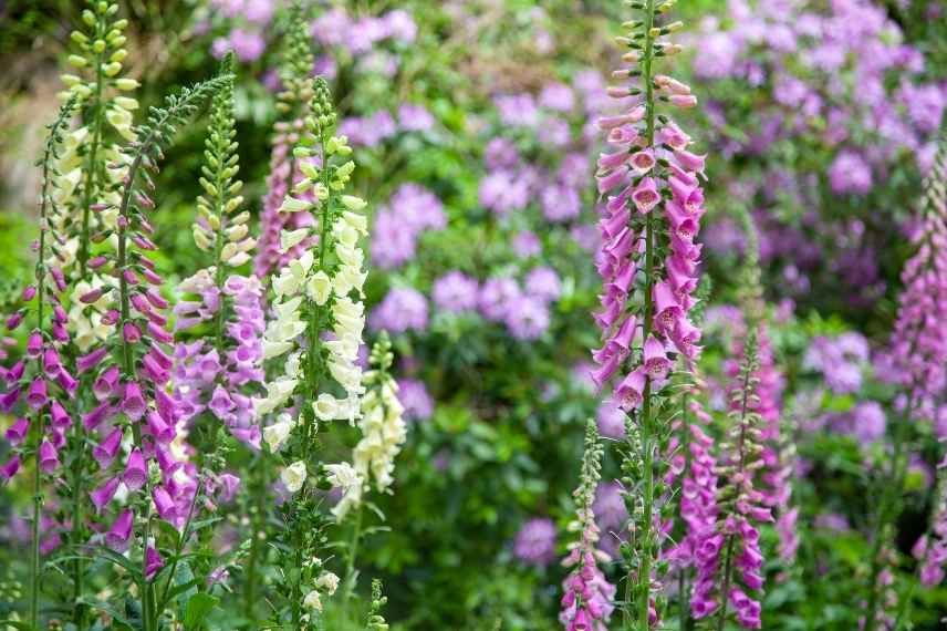 Vivaces bisannuelles fleuries jardin de curé