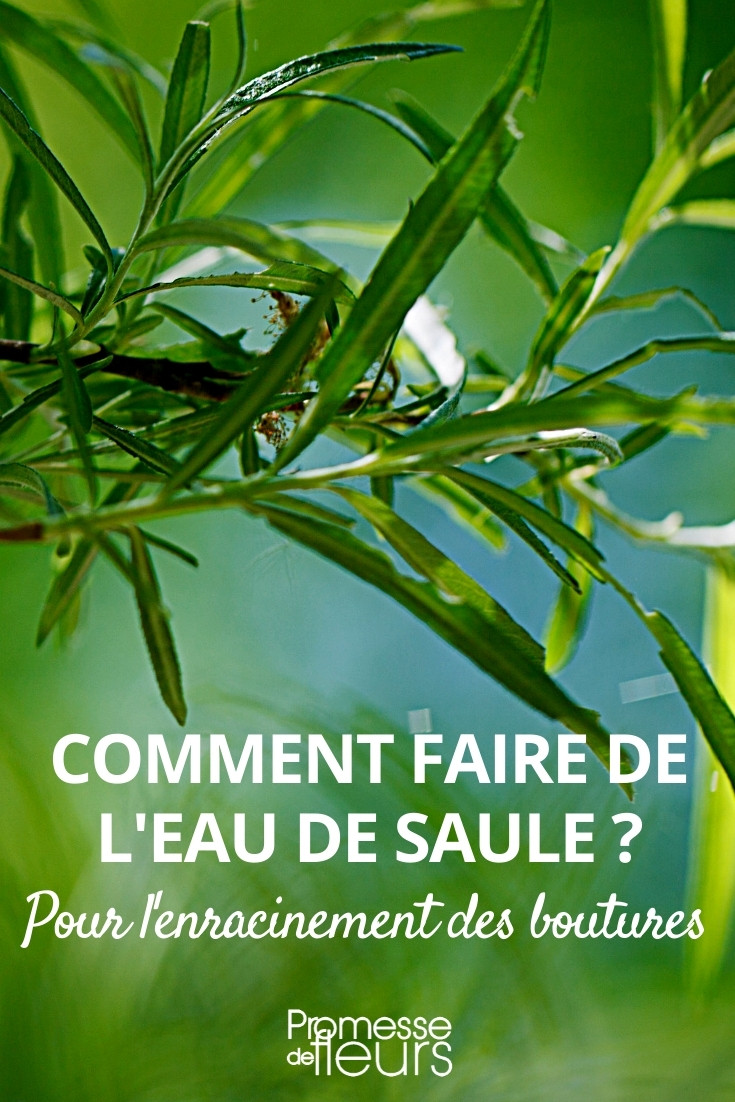 Comment faire de l'eau de saule ?