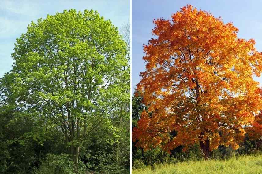 arbre d'ombrage