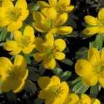 Eranthis ou helléborine : plantation, culture