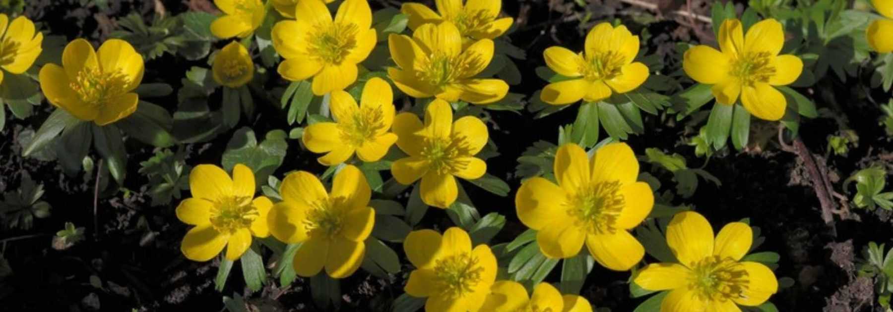 Eranthis ou helléborine : plantation, culture