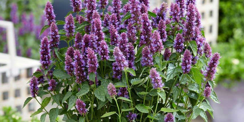 Les fleurs en épis d'une agastache