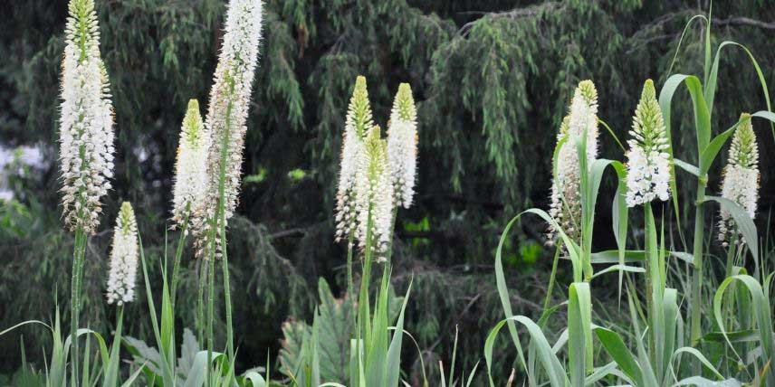 La floraison de l'Eremurus