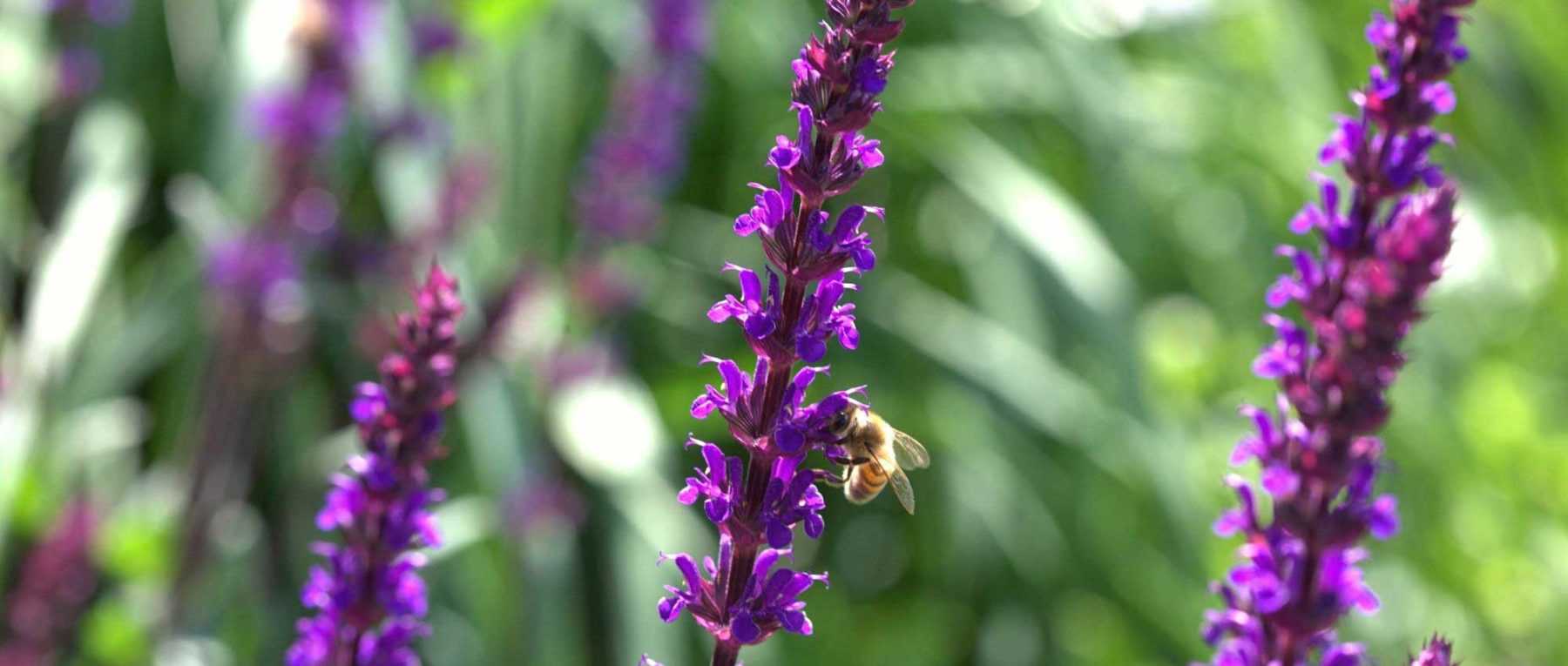 Plantes à fleurs en épis : les 10 plus belles variétés !