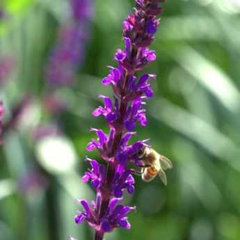 10 plantes à fleurs en épis : les plus belles variétés