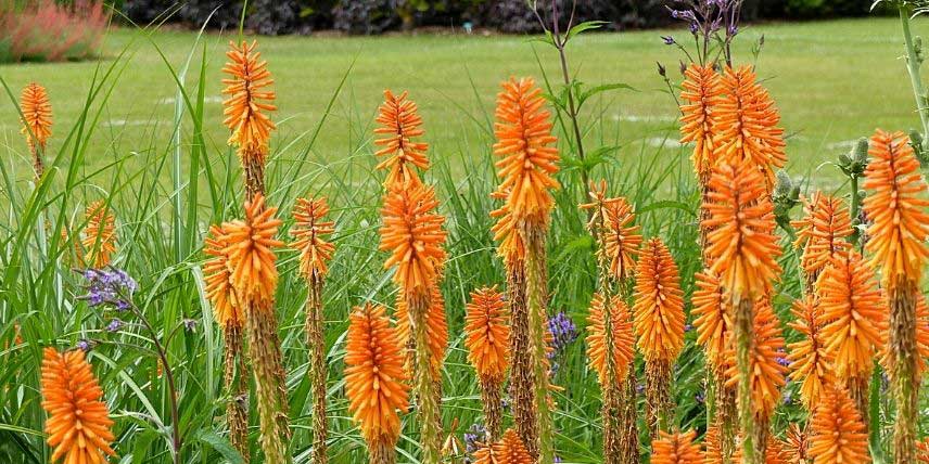 La floraison du Kniphofia