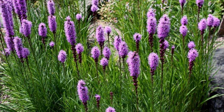 La floraison du Liatris, ou Plume du Kansas