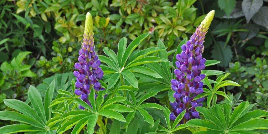 Plantes à fleurs en épis : les 10 plus belles variétés !