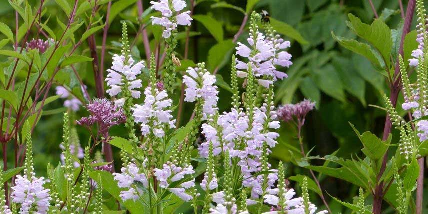 Plantes à fleurs en épis : les 10 plus belles variétés !