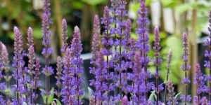 Plantes à fleurs en épis : les 10 plus belles variétés