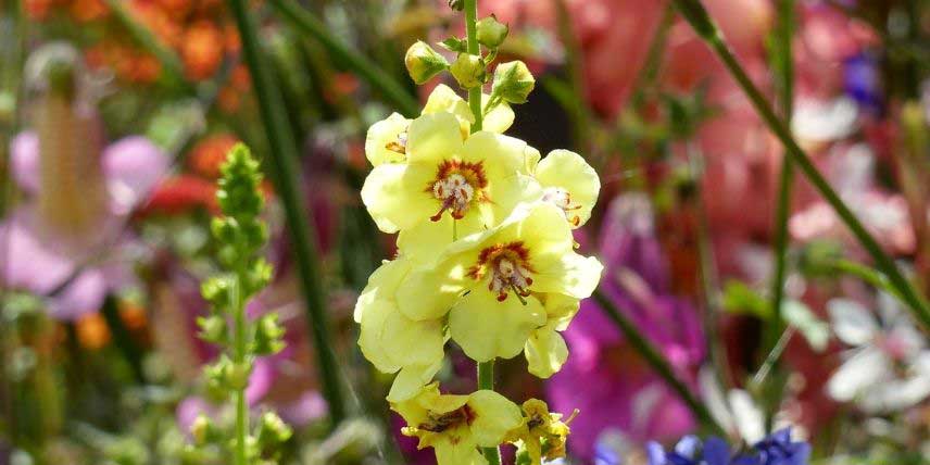 Les fleurs d'un Verbascum, ou Molène